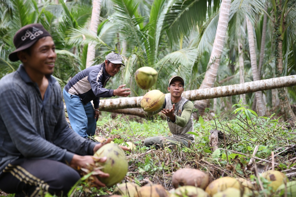 petani kelapa Bali
